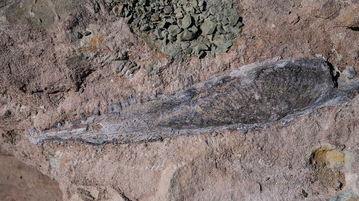 Bavorský krokodýl. V Německu našli 260 milionů let starou čelist
